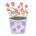 Hand drawn watercolor spring red tulip flowers growing in a pot with purple flowers illustration. Royalty Free Stock Photo
