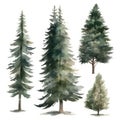 Hand-Drawn Watercolor Spruce Trees Collection for Forest Scenes .