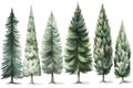 Hand-Drawn Watercolor Spruce Trees Collection for Forest Scenes .