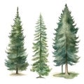 Hand-Drawn Watercolor Spruce Trees Collection for Forest Scenes .