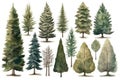 Hand-Drawn Watercolor Spruce Trees Collection for Forest Scenes .