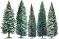 Hand-Drawn Watercolor Spruce Trees Collection for Forest Scenes .