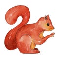 Hand drawn watercolor squirrel illustration