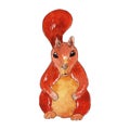 Hand drawn watercolor squirrel illustration