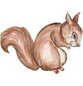 Hand drawn watercolor squirrel.