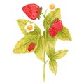 Hand drawn watercolor strawberry branch isolated on white background. Fresh summer berries with leaves and flower for Royalty Free Stock Photo