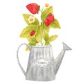 Hand drawn watercolor strawberry branch in a vintage steel watering can isolated on white background. Fresh summer