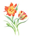 Hand drawn watercolor Sunny Tulips flowers. Can be used as a greeting card for background, birthday, mother`s day