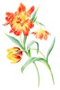 Hand drawn watercolor Sunny Tulips flowers. Can be used as a greeting card for background, birthday