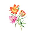 Hand drawn watercolor Sunny Tulips and Peony flowers. Romantic background for web pages, wedding invitations, wallpaper