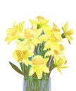 Hand-drawn watercolor tender spring narcissus blossom. Artistic daffodils flowers. Royalty Free Stock Photo