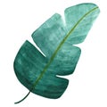 Hand drawn watercolor tropical banana leaf isolated on white background Royalty Free Stock Photo