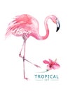 Hand drawn watercolor tropical birds set of flamingo. Exotic bird illustrations, jungle tree, brazil trendy art. Perfect Royalty Free Stock Photo