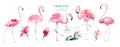 Hand drawn watercolor tropical birds set of flamingo. Exotic rose bird illustrations, jungle tree, brazil trendy art