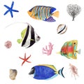 Hand Drawn watercolor tropical fish illustration set. Coral fish and sea shells isolated on white background Royalty Free Stock Photo