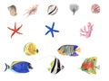 Hand Drawn watercolor tropical fish illustration set. Coral fish and sea shells isolated on white background Royalty Free Stock Photo