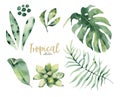 Hand drawn watercolor tropical flower and leaves. Exotic palm leaves, jungle tree, brazil tropic botany elements and Royalty Free Stock Photo