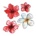 Hand drawn watercolor tropical flower set .Red Hibiscus and white Plumeria Royalty Free Stock Photo