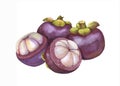 Hand drawn watercolor tropical fruits illustration, mangosteen fruit, exotic fruit, isolated on the white background