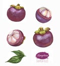 Hand drawn watercolor tropical fruits set, mangosteen, exotic fruit, isolated on the white background Royalty Free Stock Photo