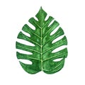 Hand drawn watercolor tropical monstera leaf isolated on the white background Royalty Free Stock Photo