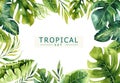 Hand drawn watercolor tropical plants background. Exotic palm leaves, jungle tree, brazil tropic borany elements
