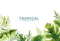 Hand drawn watercolor tropical plants background. Exotic palm leaves, jungle tree, brazil tropic borany elements Royalty Free Stock Photo