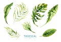 Hand drawn watercolor tropical plants set. Exotic palm leaves, j Royalty Free Stock Photo