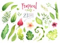 Hand drawn watercolor tropical plants set . Exotic palm leaves, jungle tree, brazil tropic botany elements and flowers Royalty Free Stock Photo