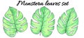 Hand drawn watercolor tropical plants set. Watercolor monstera leaves Royalty Free Stock Photo