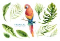 Hand drawn watercolor tropical plants set and parrot. Exotic pa Royalty Free Stock Photo