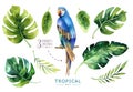 Hand drawn watercolor tropical plants set and parrot. Exotic pa Royalty Free Stock Photo