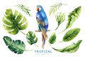 Hand drawn watercolor tropical plants set and parrot. Exotic pa Royalty Free Stock Photo