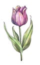 Hand drawn watercolor tulip in purple and pink with striped leaves and textured petals, isolated on a white background Royalty Free Stock Photo