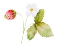 Hand-Drawn Watercolor Vector Illustration Of Strawberry Branch With Flowers And Berries Royalty Free Stock Photo