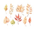 Hand drawn watercolor vector illustrations. Set of fall leaves, acorns, berries, spruce branch. Forest design elements. Hello