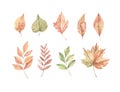 Hand drawn watercolor vector illustrations. Set of fall leaves, acorns, berries, spruce branch. Forest design elements. Hello Royalty Free Stock Photo