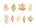 Hand drawn watercolor vector illustrations. Set of fall leaves, acorns, berries, spruce branch. Forest design elements. Hello Royalty Free Stock Photo