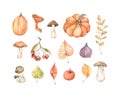 Hand drawn watercolor vector illustrations. Set of fall leaves, pumpkins, berries, mushrooms. Forest design elements. Hello Autumn