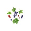 Hand-drawn watercolor vector set of redcurrant and blackcurrant