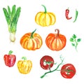 Hand drawn watercolor vegetables set. Fresh food illustration, harvest season.