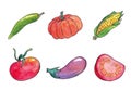 Hand drawn watercolor vegetables set. Pumpkin, tomato, corn, pepper, eggplant Royalty Free Stock Photo