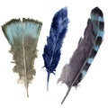 Hand drawn watercolor vibrant feather set. Boho feather style. illustration feather. isolated on white. Bird feather fly