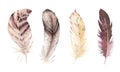 Hand drawn watercolor vibrant feather set. Boho style. illustration isolated on white. Bird fly feathers design for Royalty Free Stock Photo