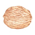 Hand drawn watercolor walnut isolated on white background. Can be used for card, label, banner and other printed products