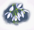 Hand drawn watercolor white flowers snowdrops in snow. Template greeting card, banner, post, social media, Royalty Free Stock Photo