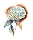 Hand-drawn watercolor white hydrangea flower drawing Royalty Free Stock Photo