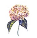Hand-drawn watercolor white hydrangea flower drawing Royalty Free Stock Photo