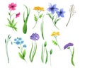 Hand drawn watercolor wild flowers illustrations Royalty Free Stock Photo