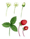 Hand drawn watercolor wild strawberry. Royalty Free Stock Photo